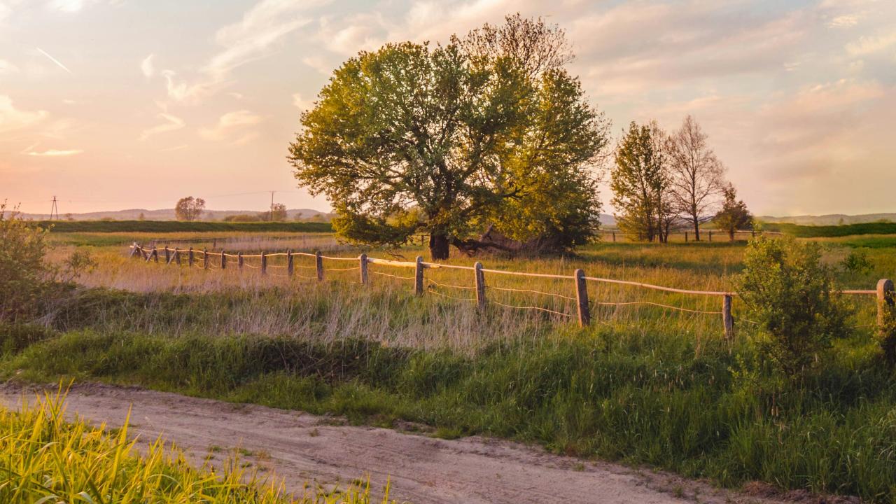 Tree on the side of a road