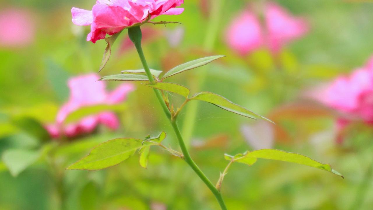 Pink flowers in a field